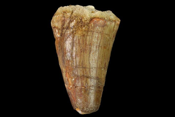 Cretaceous Fossil Crocodile Tooth - Morocco #140588
